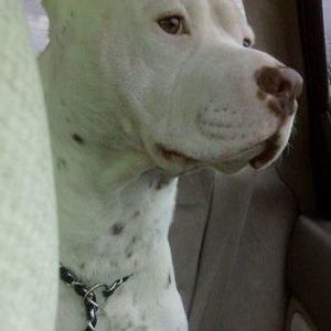 Meet your Posher, Brenda